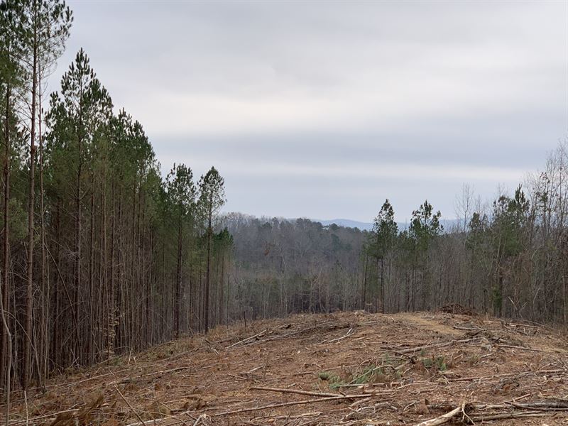 Reduced, 50 Acres Timberland : Attalla : Etowah County : Alabama