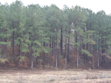 284 Acres Heart Of Deer Country : Pattison : Claiborne County : Mississippi