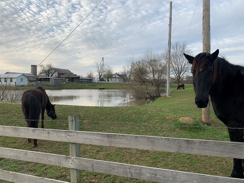 Amish Mini Farm in Ethridge, TN : Ethridge : Lawrence County : Tennessee