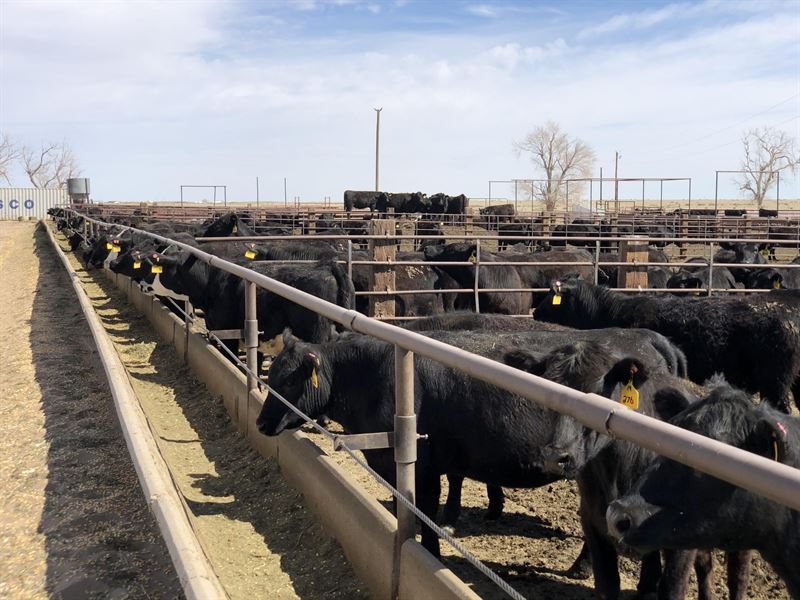 Fowler Feed Yard, Grass and Home, Farm for Sale in Colorado, 274577