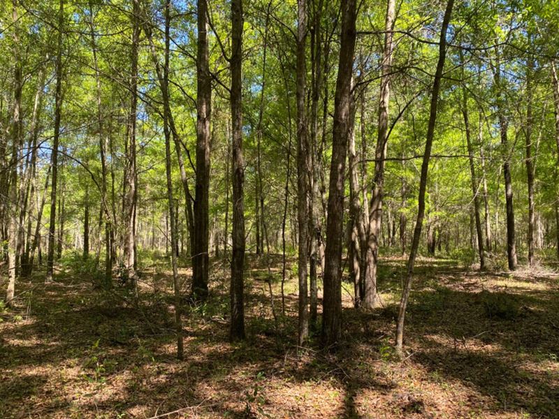 Wooded Acreage Live Oak, Florida Farm for Sale in Live Oak, Suwannee