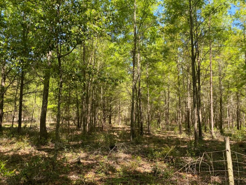 Wooded Acreage Live Oak, Florida : Live Oak : Suwannee County : Florida