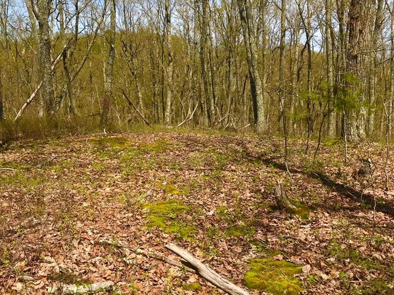 Small Acreage Getaway/Homesite, Farm for Sale in Kentucky, 274635