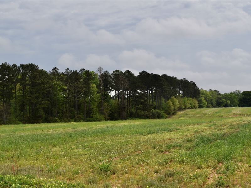 Rolling Pine Hills : Richland : Webster County : Georgia