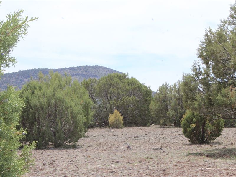 Mountain Land Westwood Ranches No, Farm for Sale in Arizona, 276226 FARMFLIP