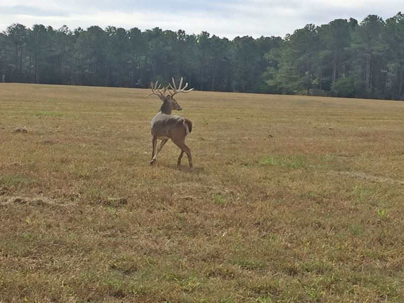 Fission Creek Deer Farm : Opp : Covington County : Alabama