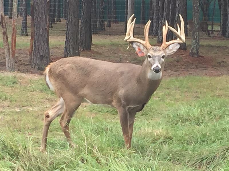 Profitable Deer Farm in Great Area : Opp : Covington County : Alabama