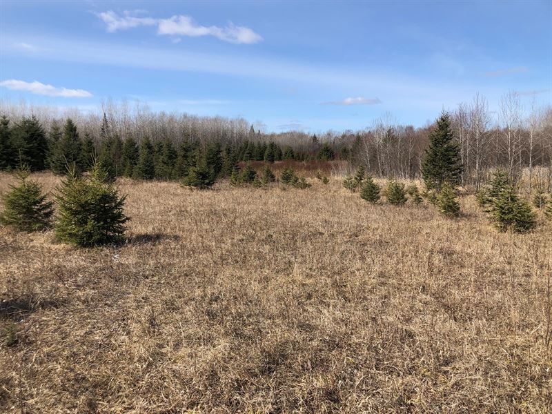 Land For Sale In Northern Minnesota