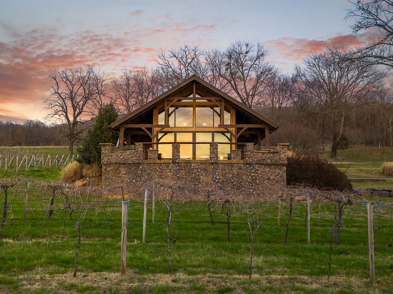 Full Service Georgia Vineyard : Lafayette : Walker County : Georgia