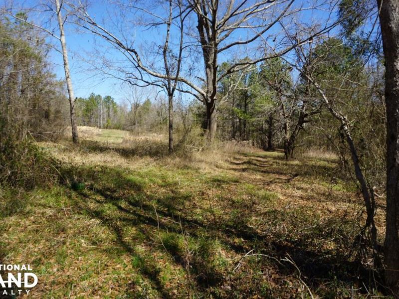 Whitsitt Creek Hunting & Timber : Greensboro : Hale County : Alabama
