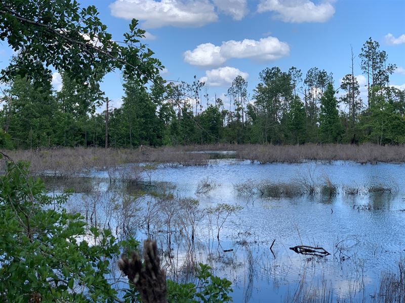 Home & Land in Jackson County, FL, Farm for Sale in Florida, 277852