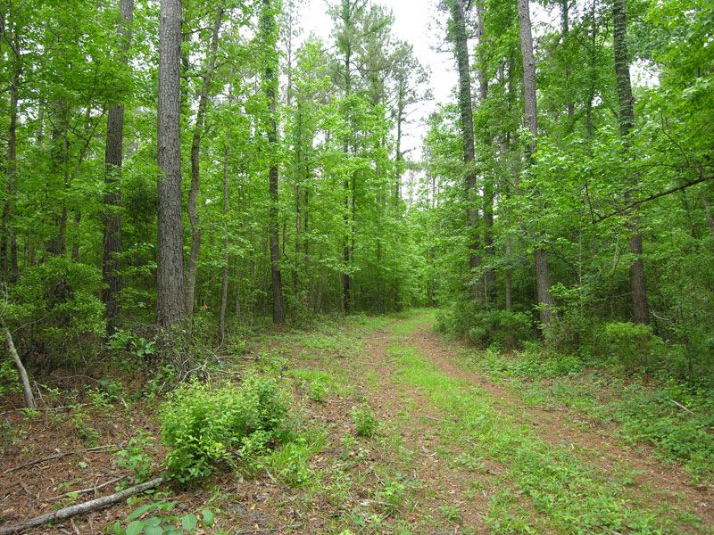 106.3 +/- Acres Timber and Hunting : Sylvania : Screven County : Georgia