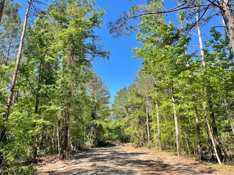 Dove Lane Tract : Dixons Mills : Marengo County : Alabama