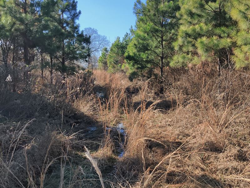 Loblolly Pine Plantation : Centerville : Yell County : Arkansas