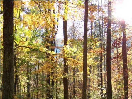 15 Acres with Mountain Views : South Pittsburg : Marion County : Tennessee