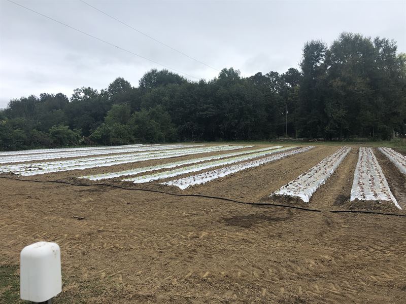 Certified Organic Farm : Montgomery : Montgomery County : Alabama