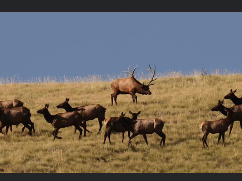 Colorado Mtn Ranch with Log Home : Canon City : Fremont County : Colorado