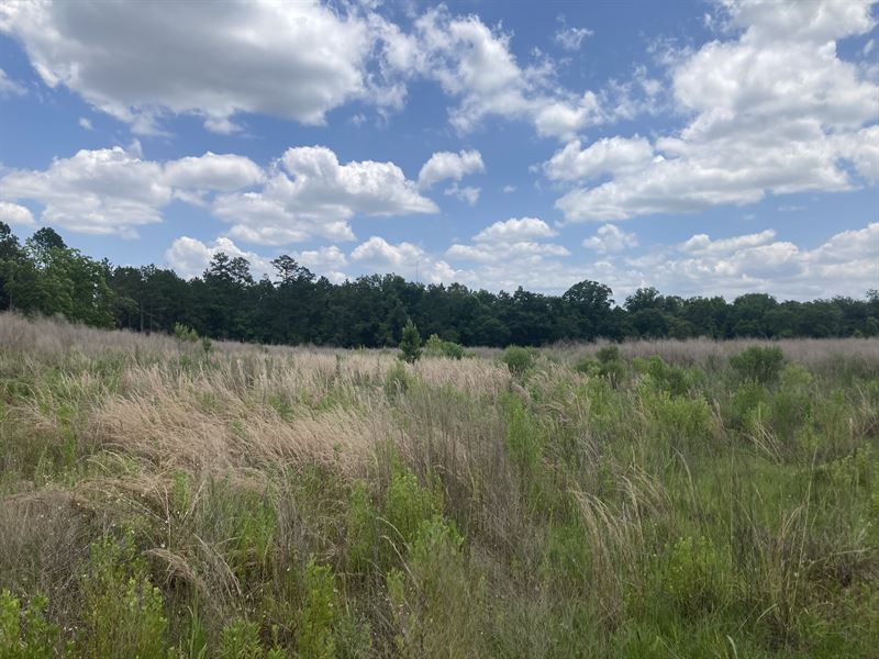 Cedar Springs Farm : Cairo : Grady County : Georgia