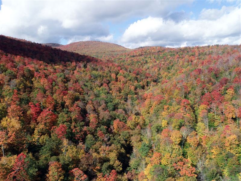 Northfield Ridge Forest : Granvi : Addison County : Vermont