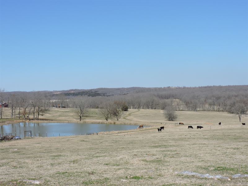 Riverfront Cattle Farm : Evening Shade : Sharp County : Arkansas