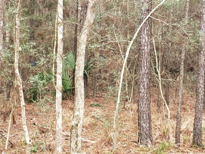 149.8 Private Acres East Texas, Farm for Sale by Owner in Texas