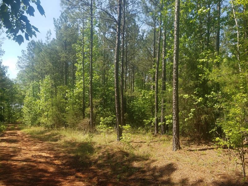 Cool Branch Forest : Blair : Fairfield County : South Carolina