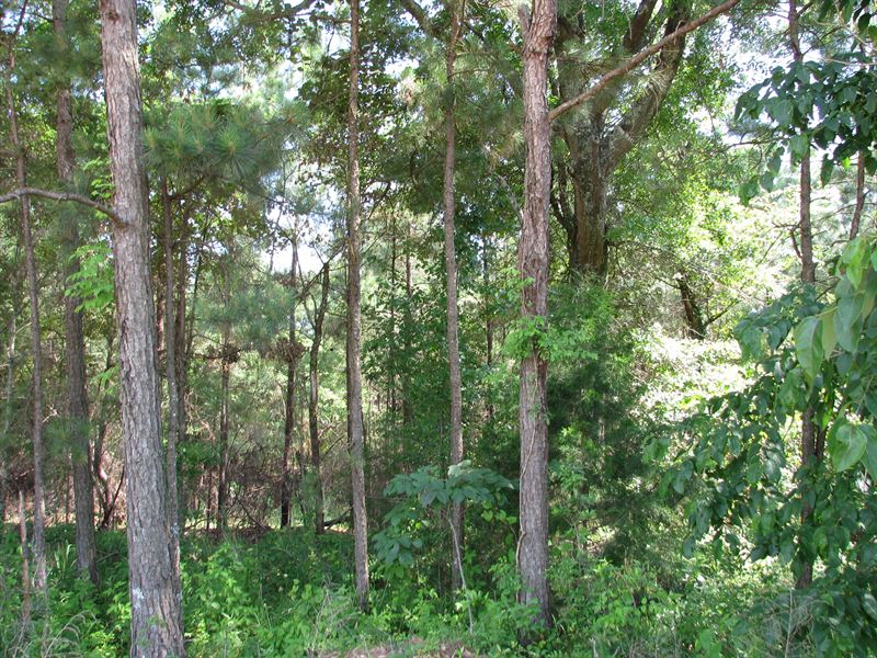 Beautiful Farm with Timber : Monroeville : Monroe County : Alabama