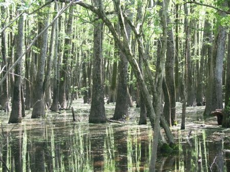 Binson Brake - 69 Acres : Indianola : Sunflower County : Mississippi