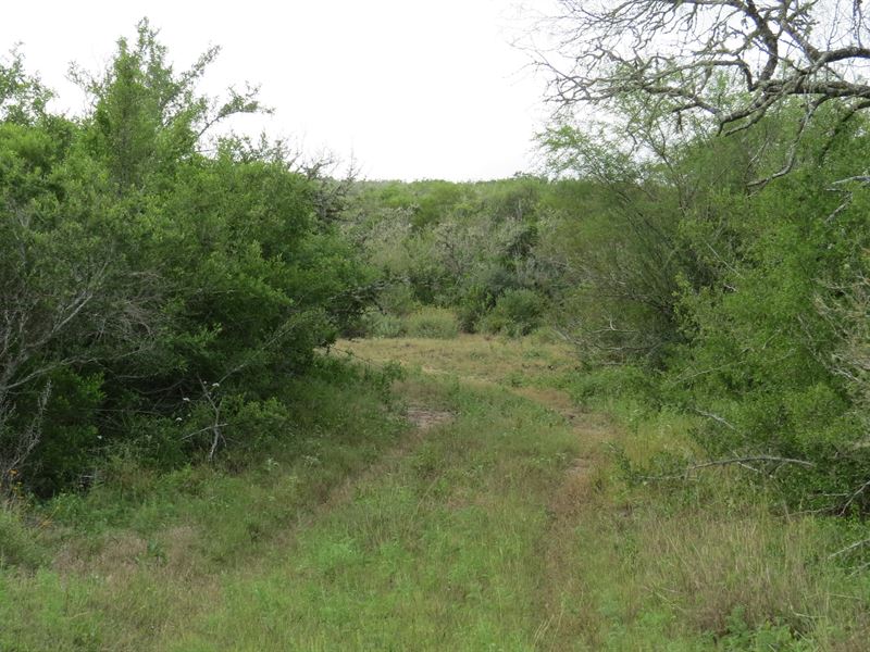 South Texas Brush Country : San Diego : Duval County : Texas