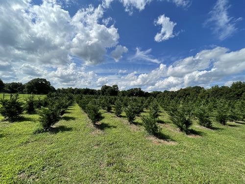 Tree Farm Farms For Sale : Farmflip