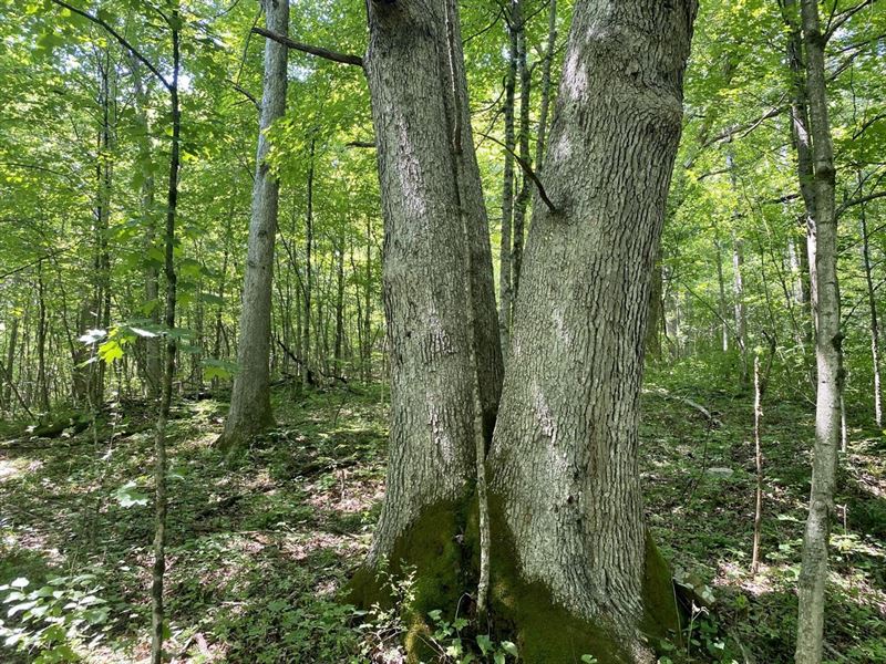 Workman Rd. Farmington PA 24 Acres, Farm for Sale in Pennsylvania