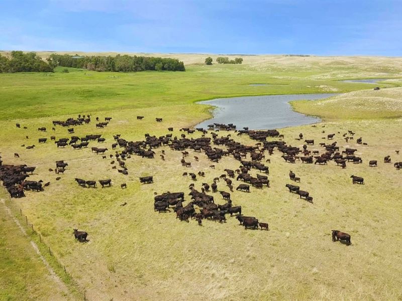 Spring Valley Ranch & Cattle : Bassett : Rock County : Nebraska