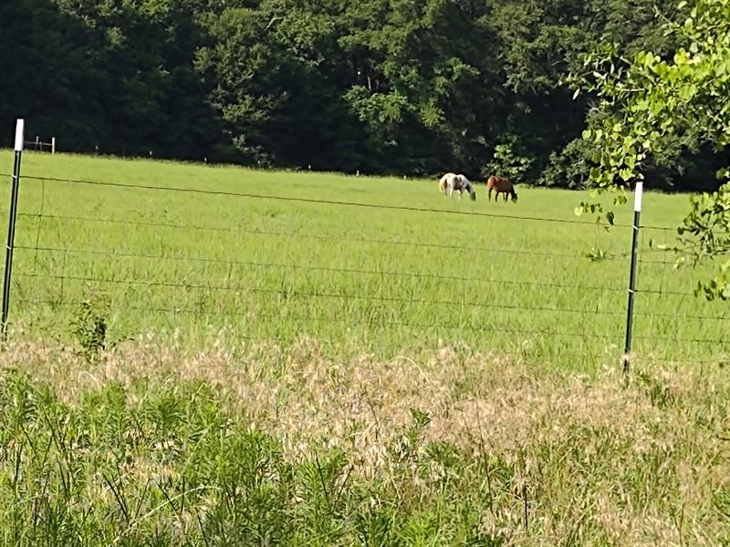 Hey Good Looking, Almeria Farm : Union Spring : Bullock County : Alabama