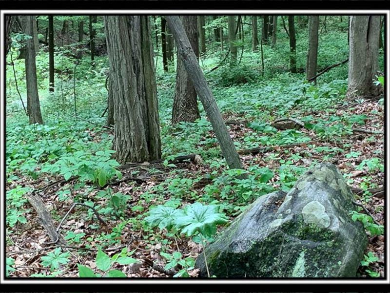 Tract 5, Pleasant Valley Woods, Farm for Sale in Ohio, 287042 FARMFLIP