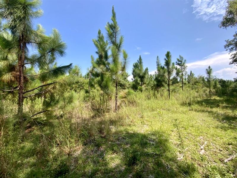 Hickory Grove 21.33 Farm for Sale in Madison County, Florida