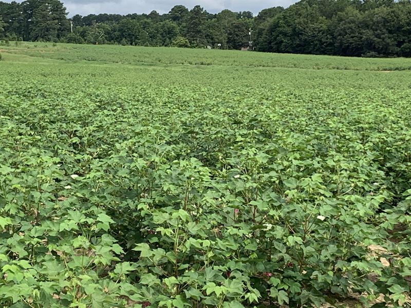 Beautiful 36 Acre Mini Farm : Vienna : Dooly County : Georgia