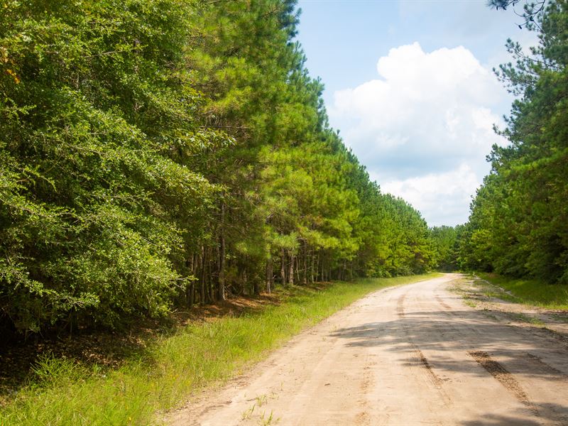 32 Acres T-18 Stryker Mill : Corrigan : Polk County : Texas