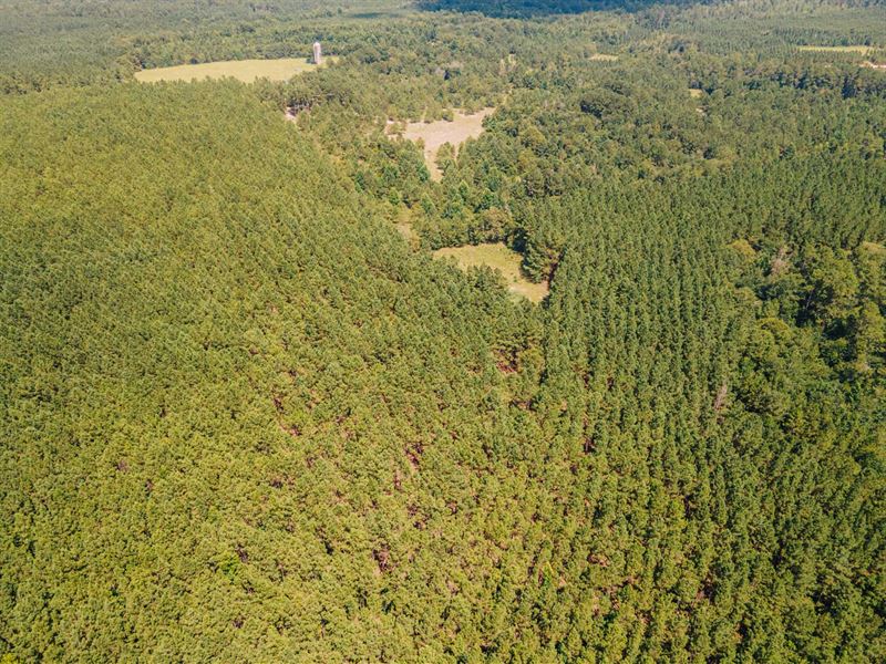 Maney Woods : Millen : Jenkins County : Georgia