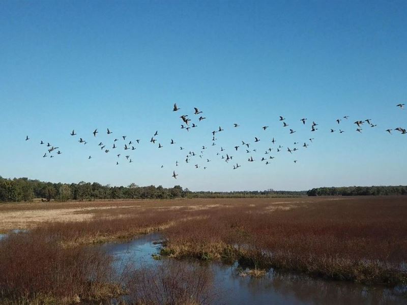1,360 Acre Duck Club : Haynes : Lee County : Arkansas