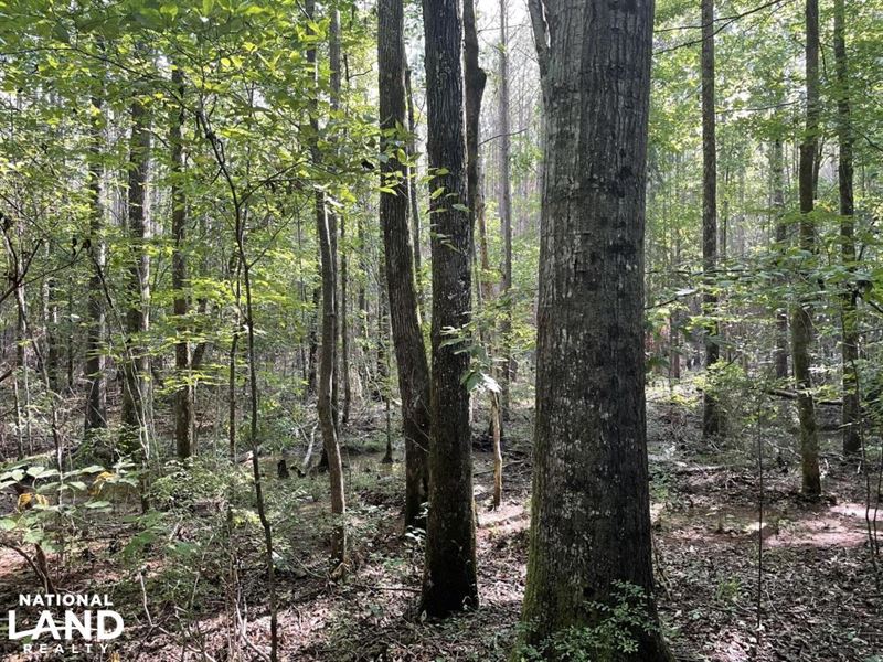 Olney Hunting and Timber Tract : Gordo : Pickens County : Alabama