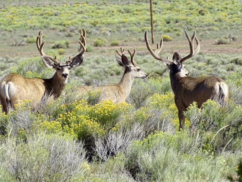 Spear K Spear Ranch : Thoreau : McKinley County : New Mexico