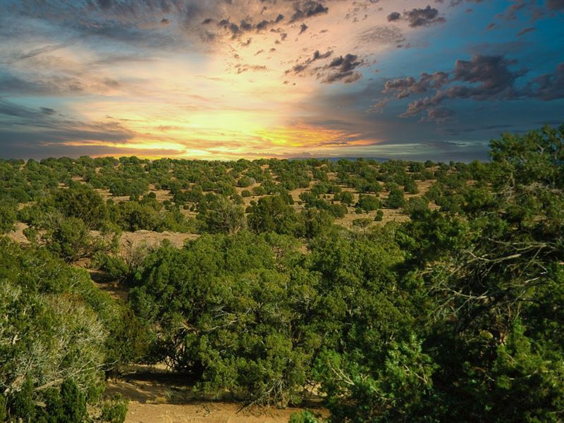 Arizona's Best Land Buy : Saint Johns : Apache County : Arizona