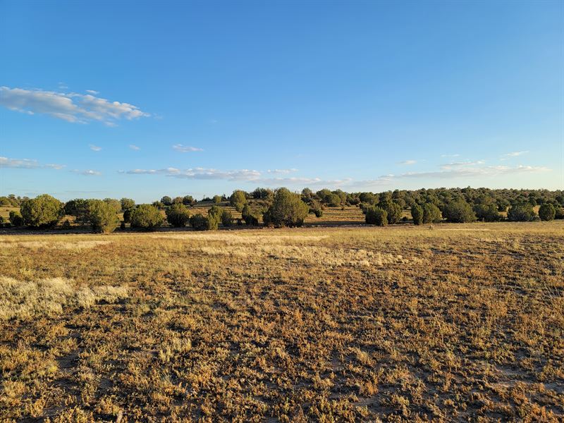 40 Ac of Freedom Near Peach Springs : Peach Springs : Mohave County : Arizona