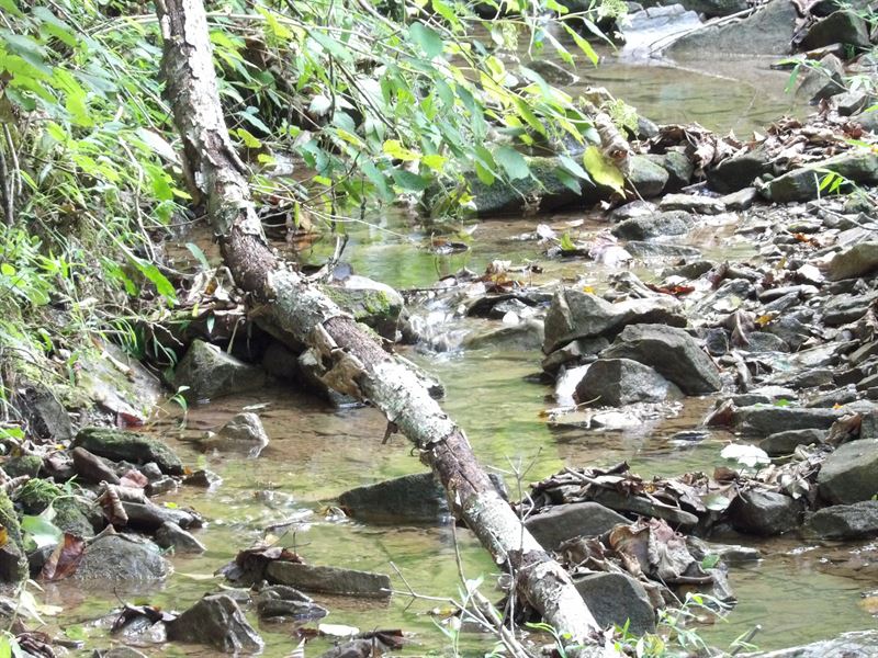 Creek, Road Frontage, Wooded : Pikeville : Bledsoe County : Tennessee