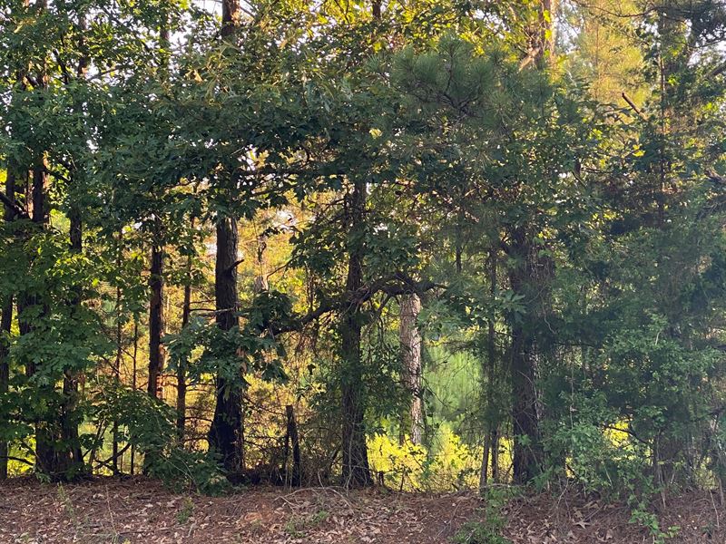 Hardwoods, Pines, & Pecan Trees, Farm for Sale by Owner in