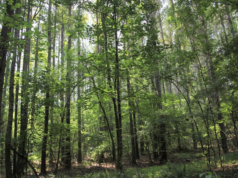 Beautiful Homesite in Rural Area : Crawfordville : Taliaferro County : Georgia