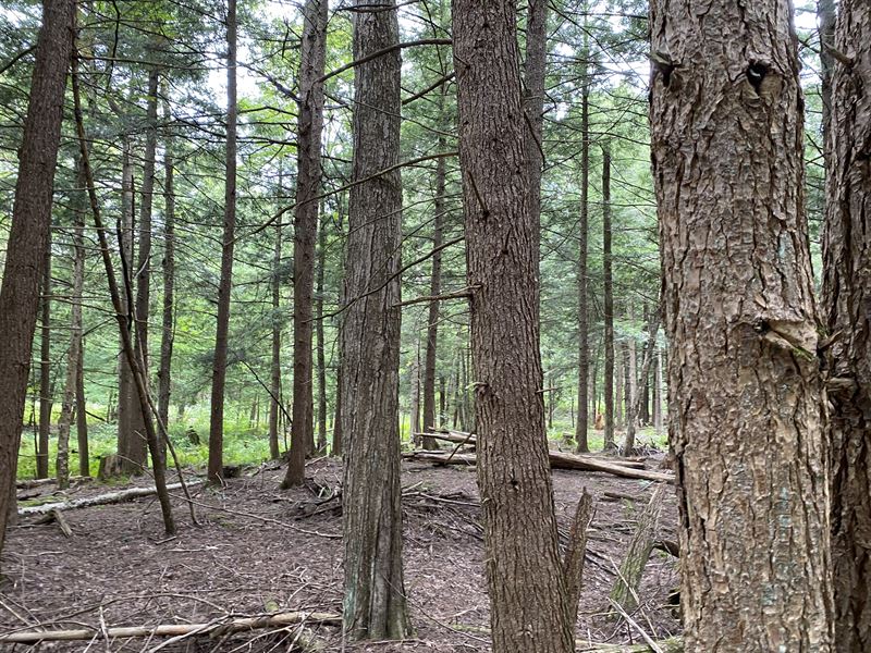 Hemlock Ridge : Camden : Oneida County : New York