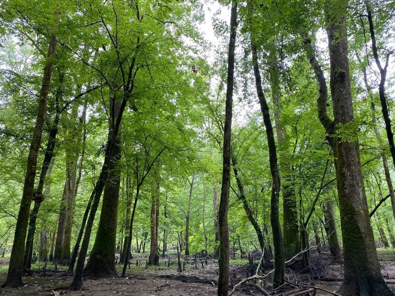 La, Caldwell 40 Acres : Grayson : Caldwell Parish : Louisiana