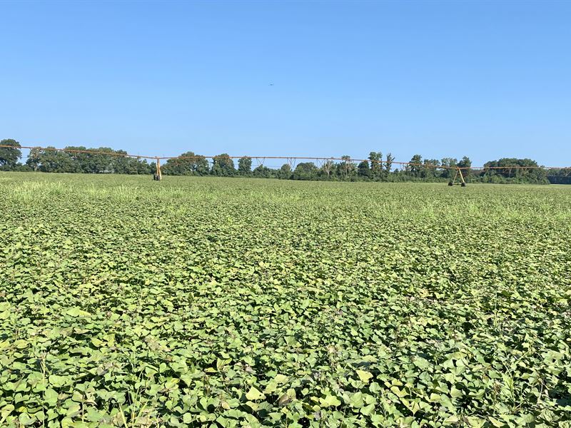 Sweet Potato Farm : Barton : Phillips County : Arkansas