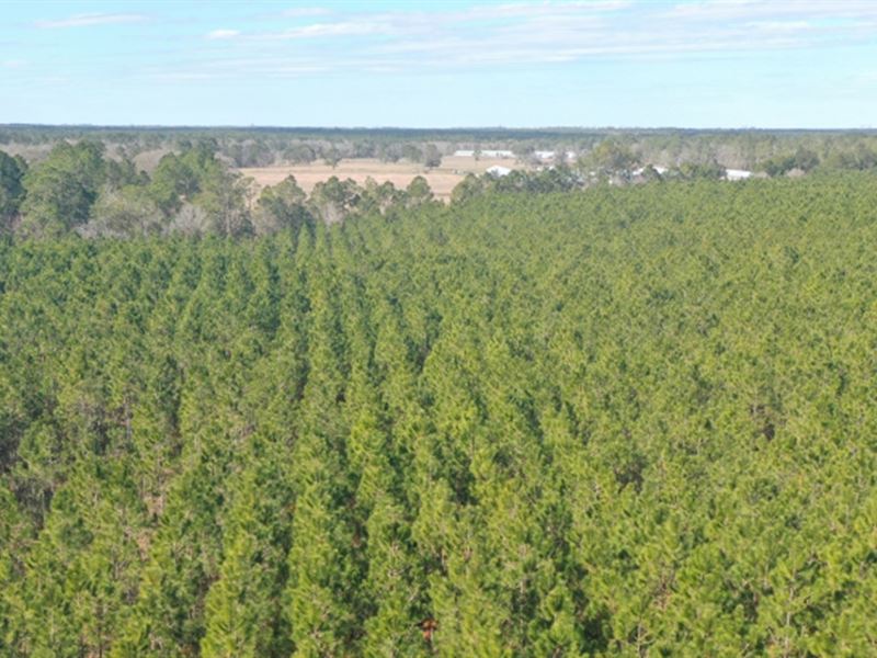 Bardin Tree Farm, Farm for Sale in Florida, 292014 FARMFLIP